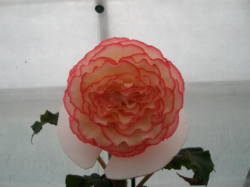 B. ‘Elsie Catterall’